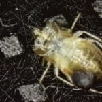 Bed Bugs Exoskeleton found at client's house
