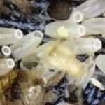 Bed Bugs Community found at client's house